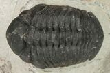 Austerops Trilobite - Jorf, Morocco #204303-3